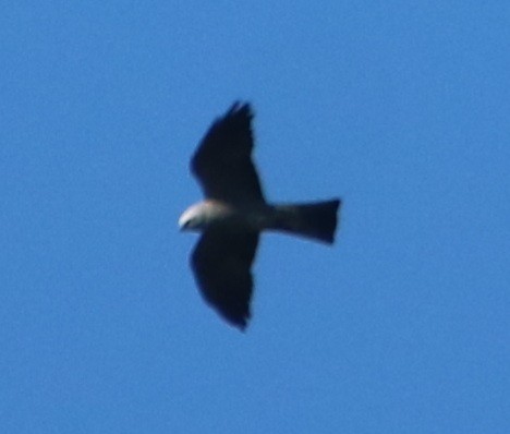 Mississippi Kite - ML332809331