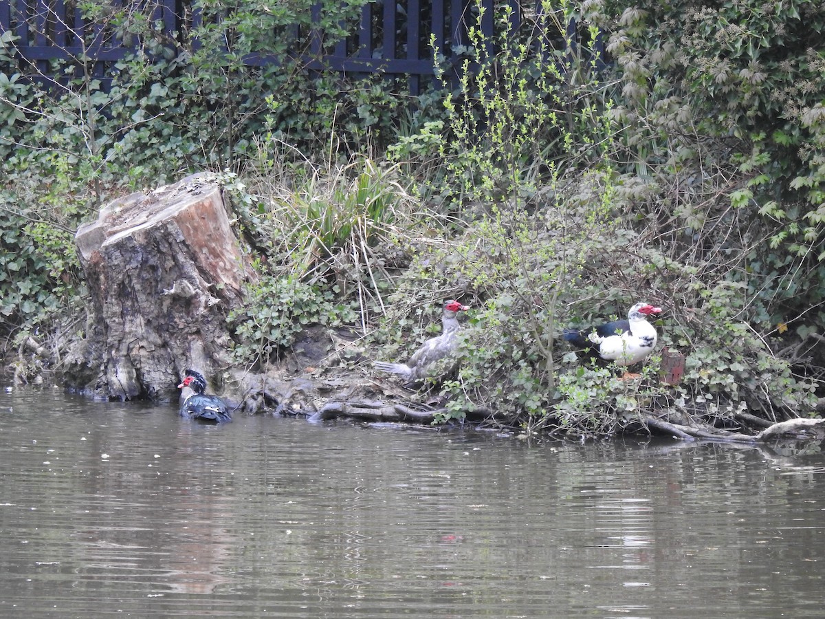 Muscovy Duck (Domestic type) - ML332809531