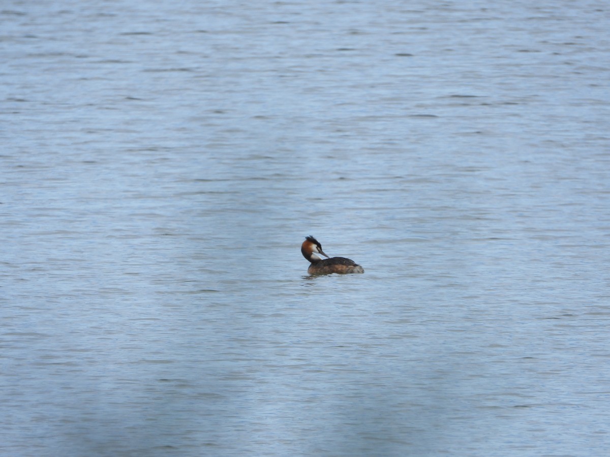 Great Crested Grebe - ML332810691