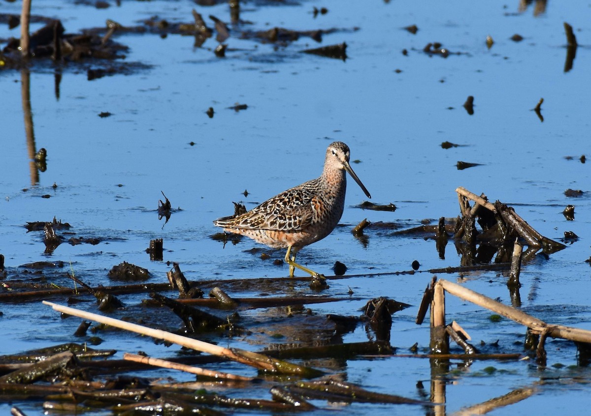 Long-billed Dowitcher - ML332810771