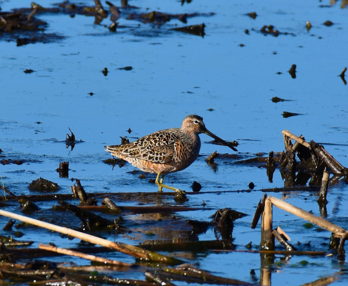 Long-billed Dowitcher - ML332810831