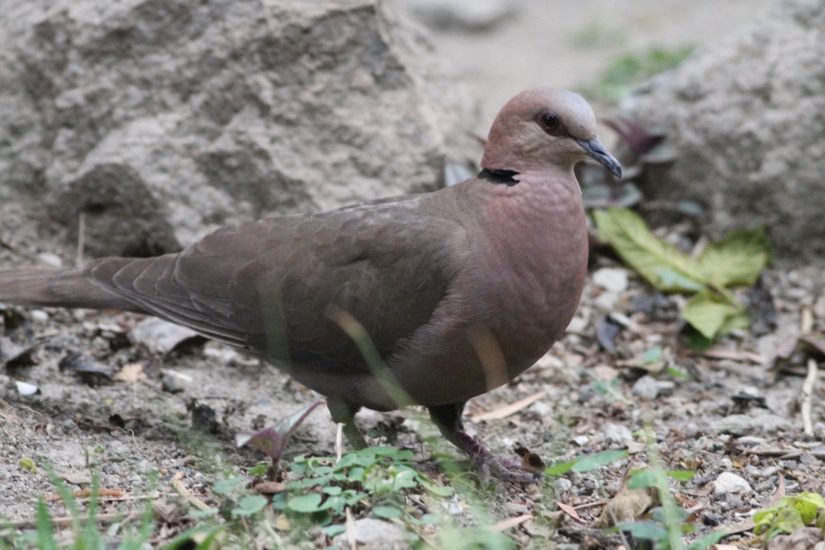 Red-eyed Dove - ML332812941