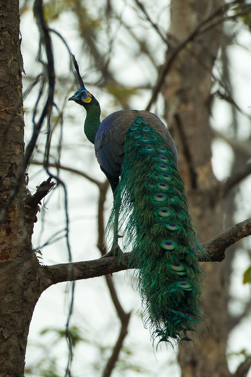 Green Peafowl - ML332813701