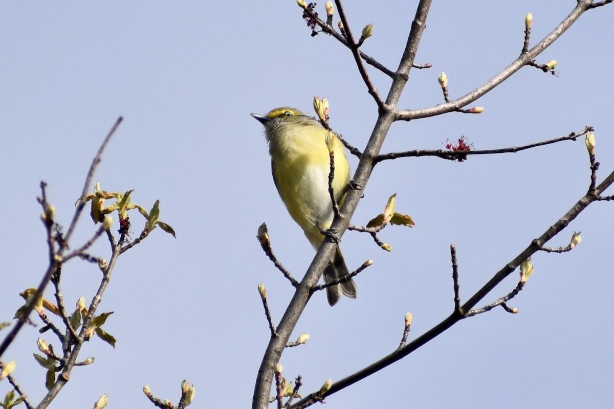 Ak Gözlü Vireo - ML332814211