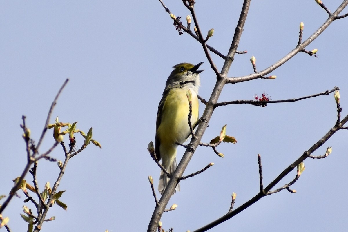 White-eyed Vireo - Steven Weiss