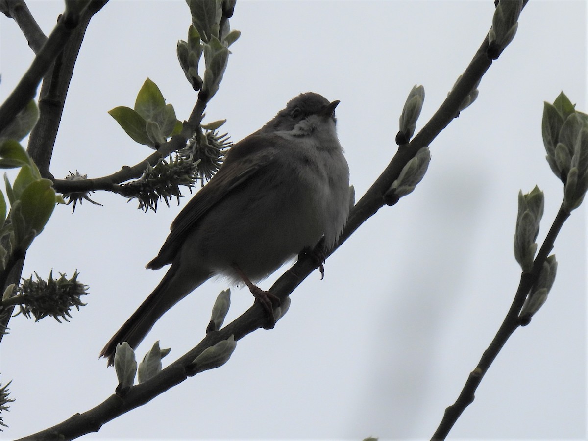 Greater Whitethroat - Joren van Schie