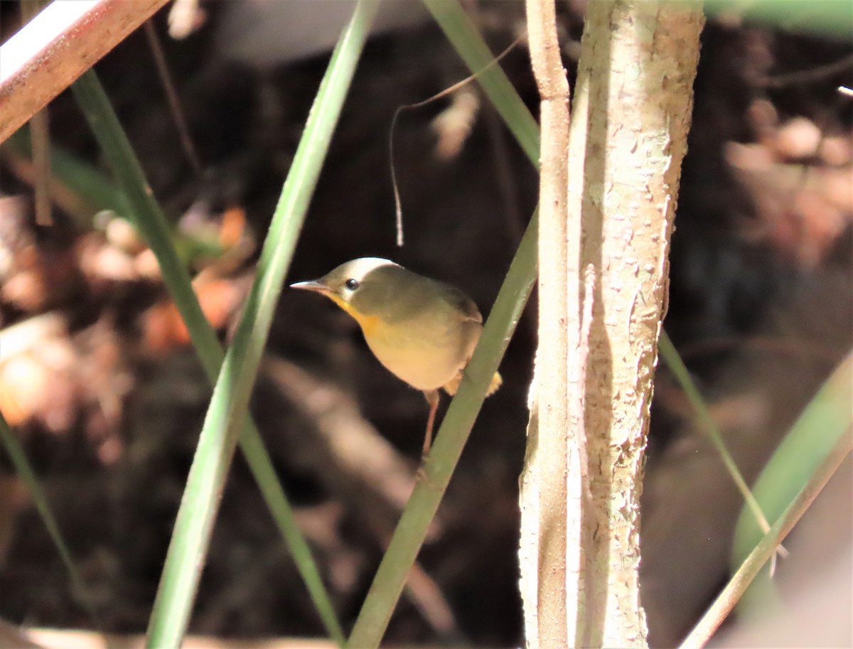 Common Yellowthroat - ML332814721