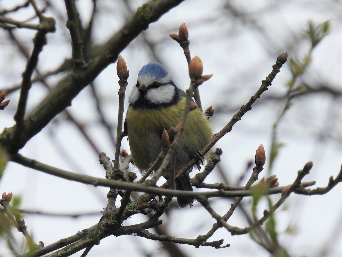 Eurasian Blue Tit - Joren van Schie