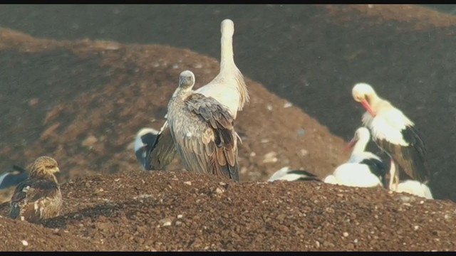 White-backed Vulture - ML332815331