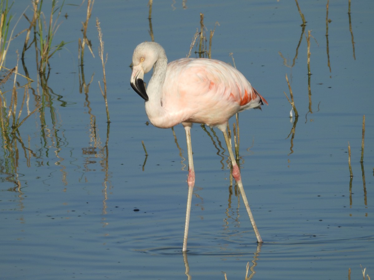 Şili Flamingosu - ML332815731