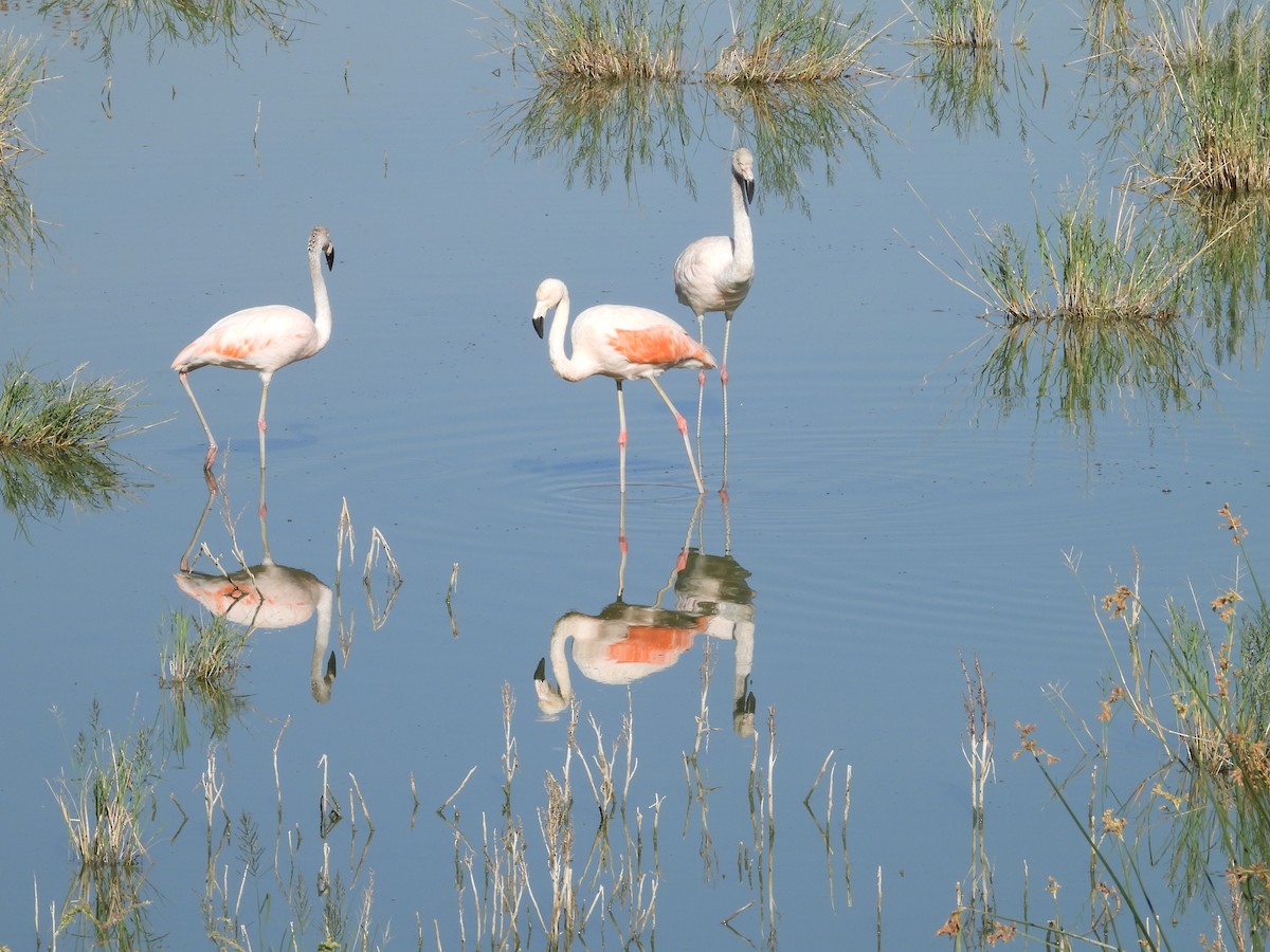 Şili Flamingosu - ML332816381