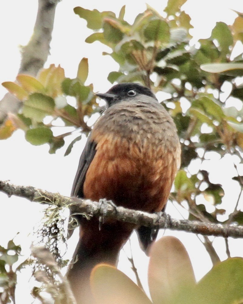 Chestnut-bellied Cotinga - ML332818231