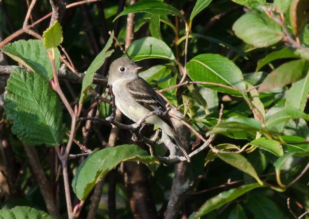 Least Flycatcher - Alix d'Entremont