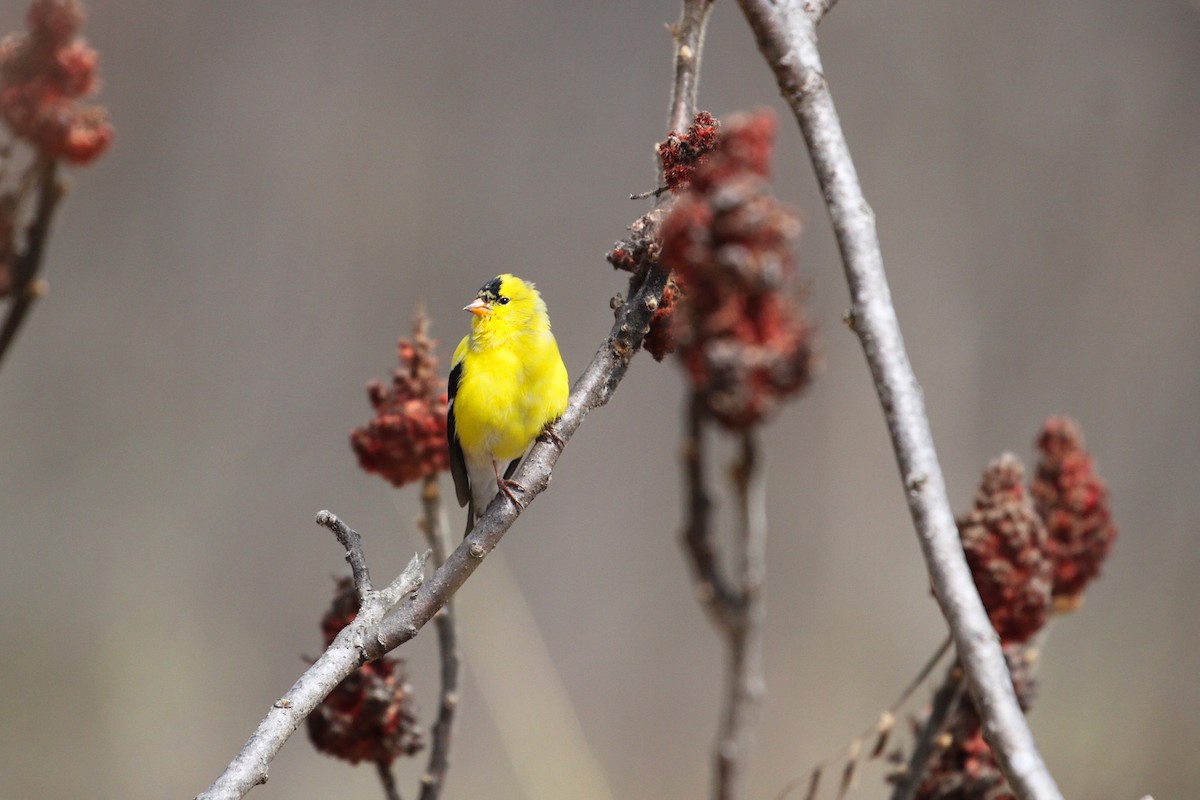 American Goldfinch - ML332818331