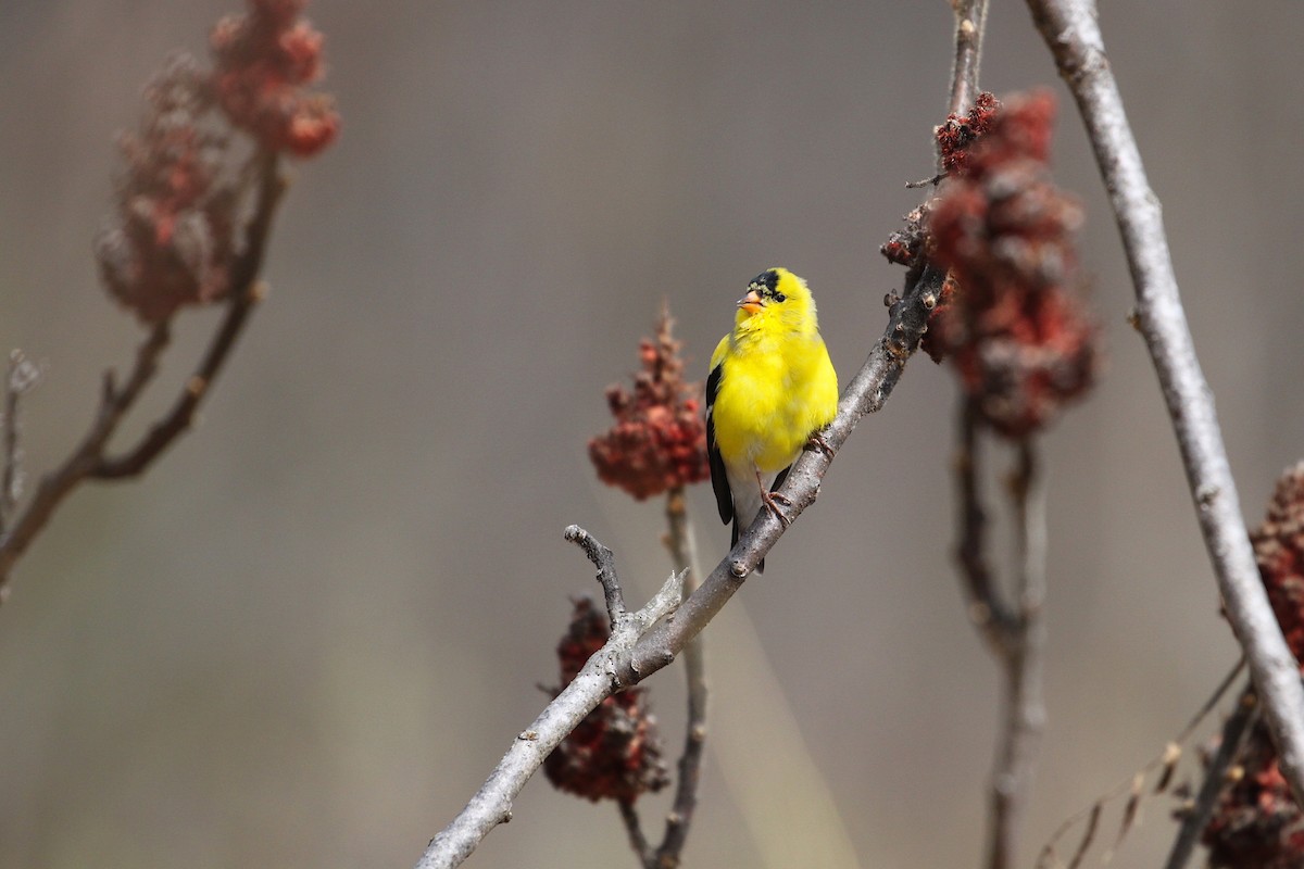 American Goldfinch - ML332818411