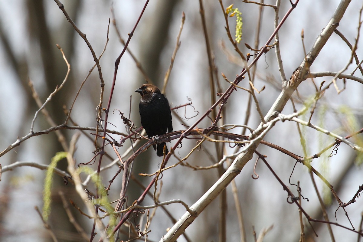 Brown-headed Cowbird - ML332818551