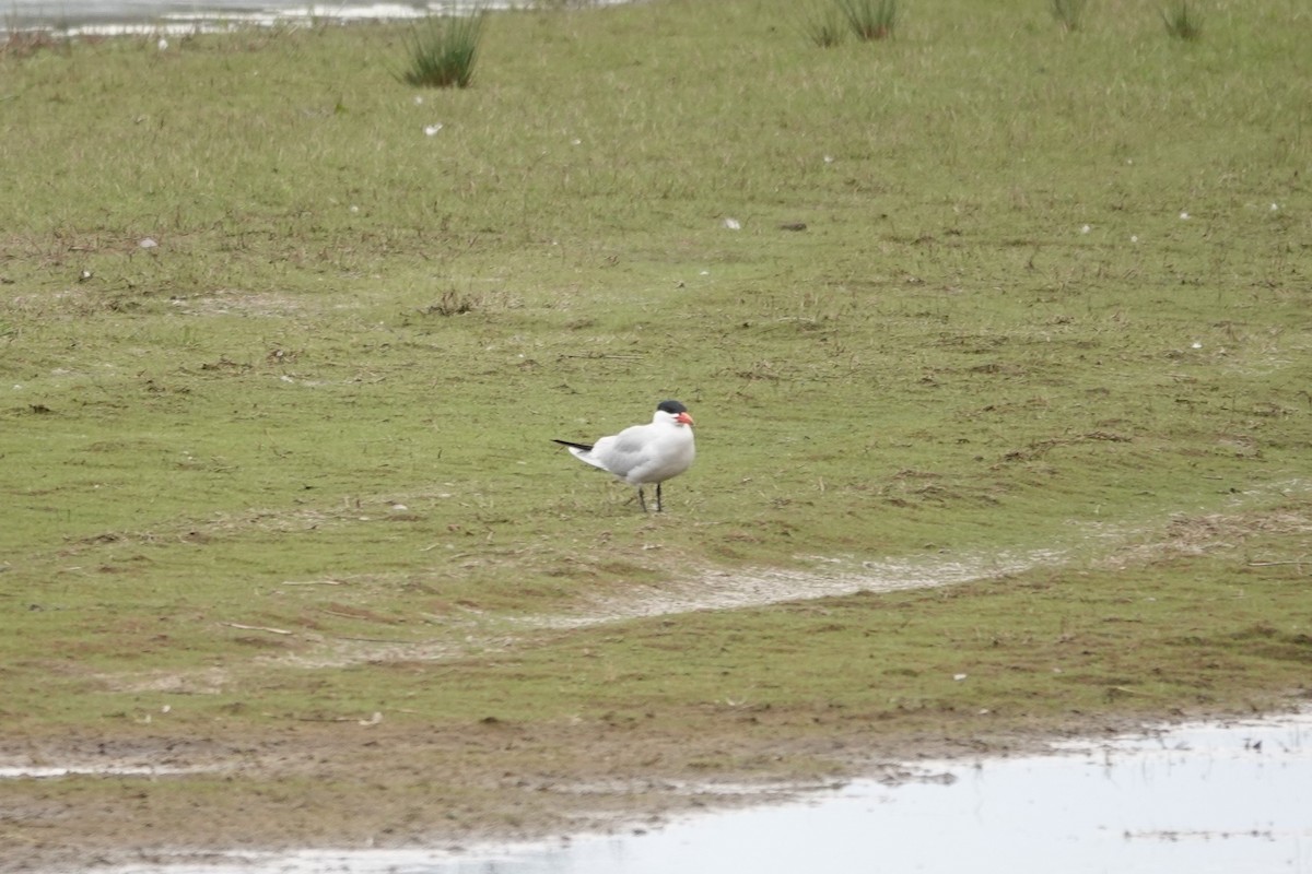 Caspian Tern - ML332818881