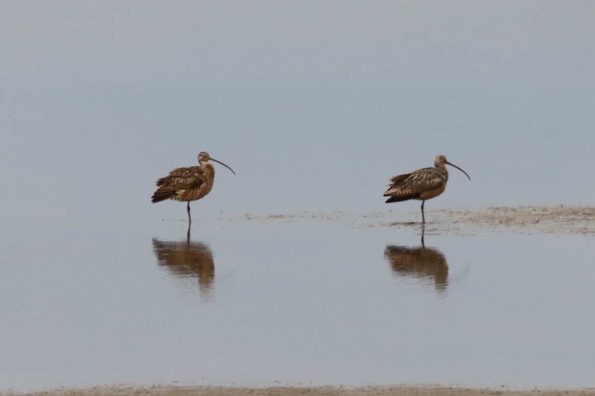 Long-billed Curlew - ML332821131
