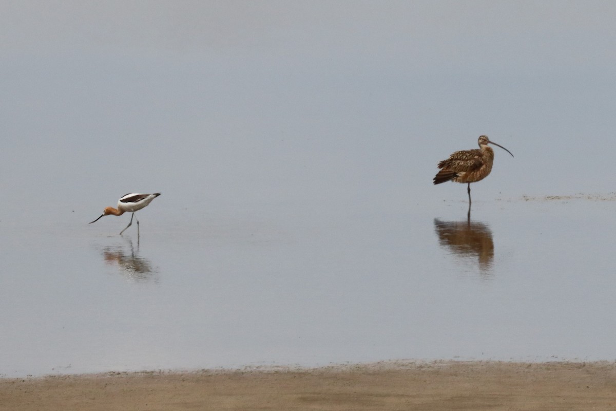 American Avocet - ML332821141