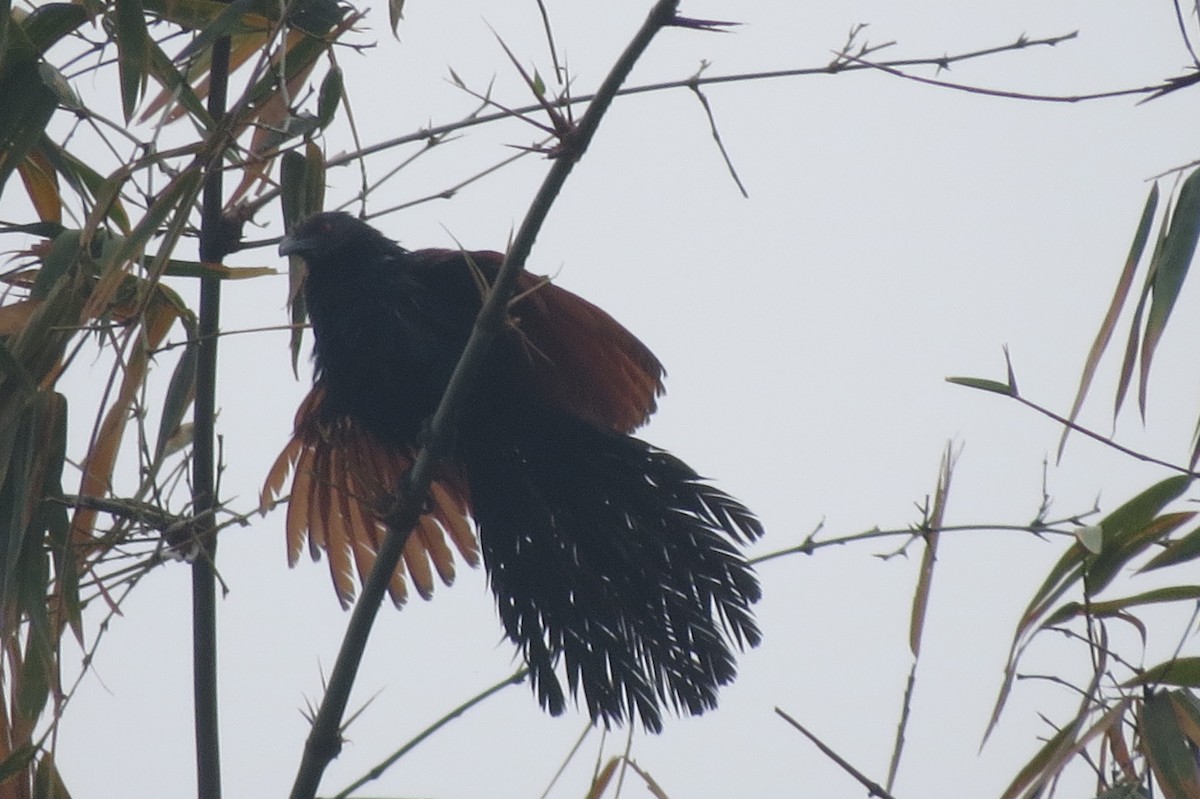 Greater Coucal - ML332821261