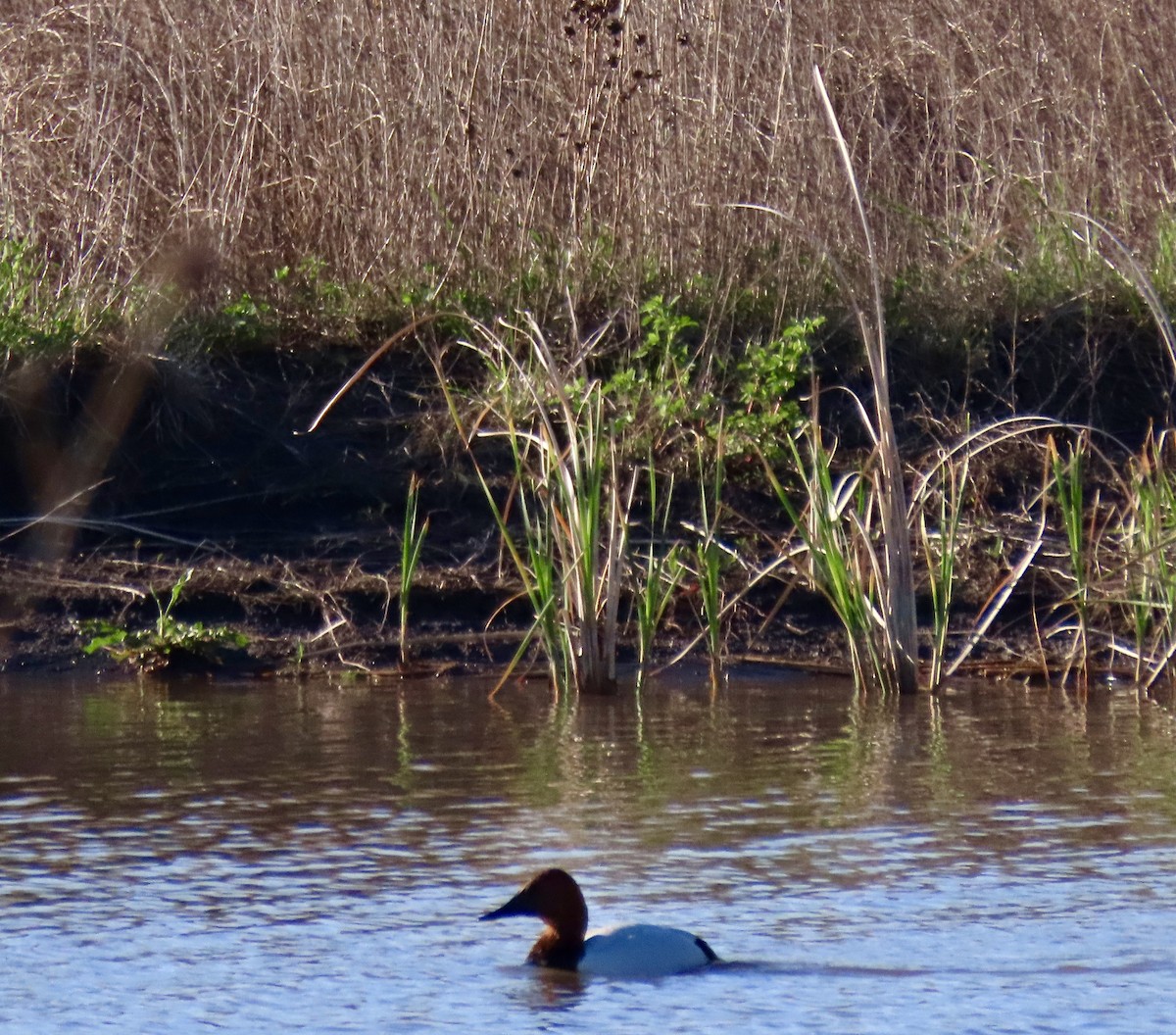 Canvasback - ML332821281