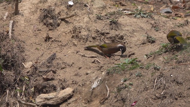 Black-faced Laughingthrush - ML332821431