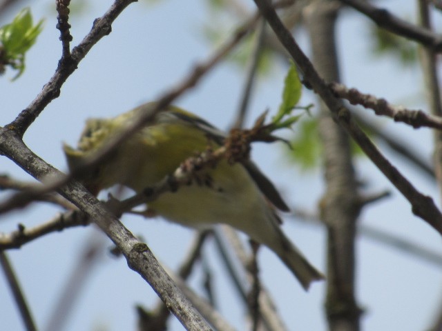 American Goldfinch - ML332822761