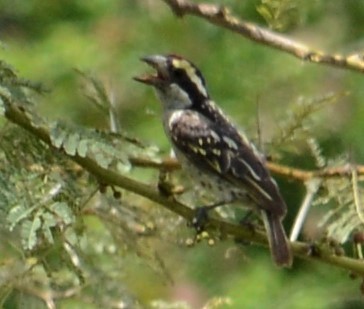 Red-fronted Barbet - Bertina K