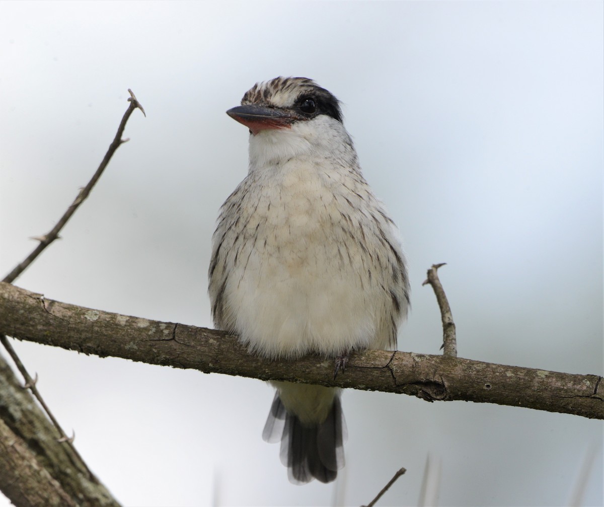 Striped Kingfisher - ML332822921