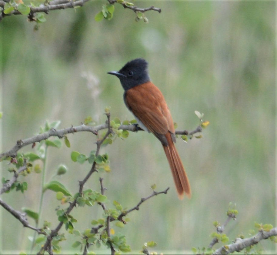 African Paradise-Flycatcher - Bertina K