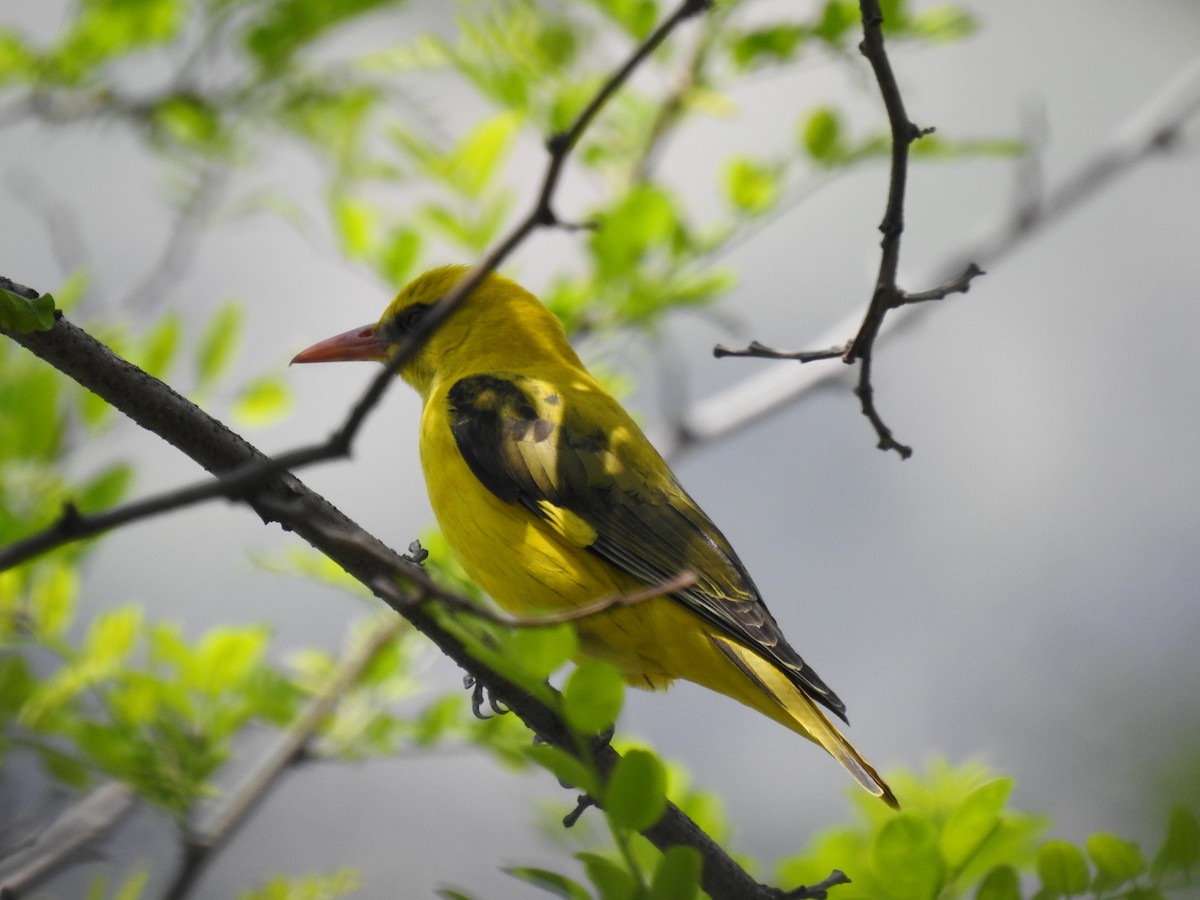 Indian Golden Oriole - ML332822961