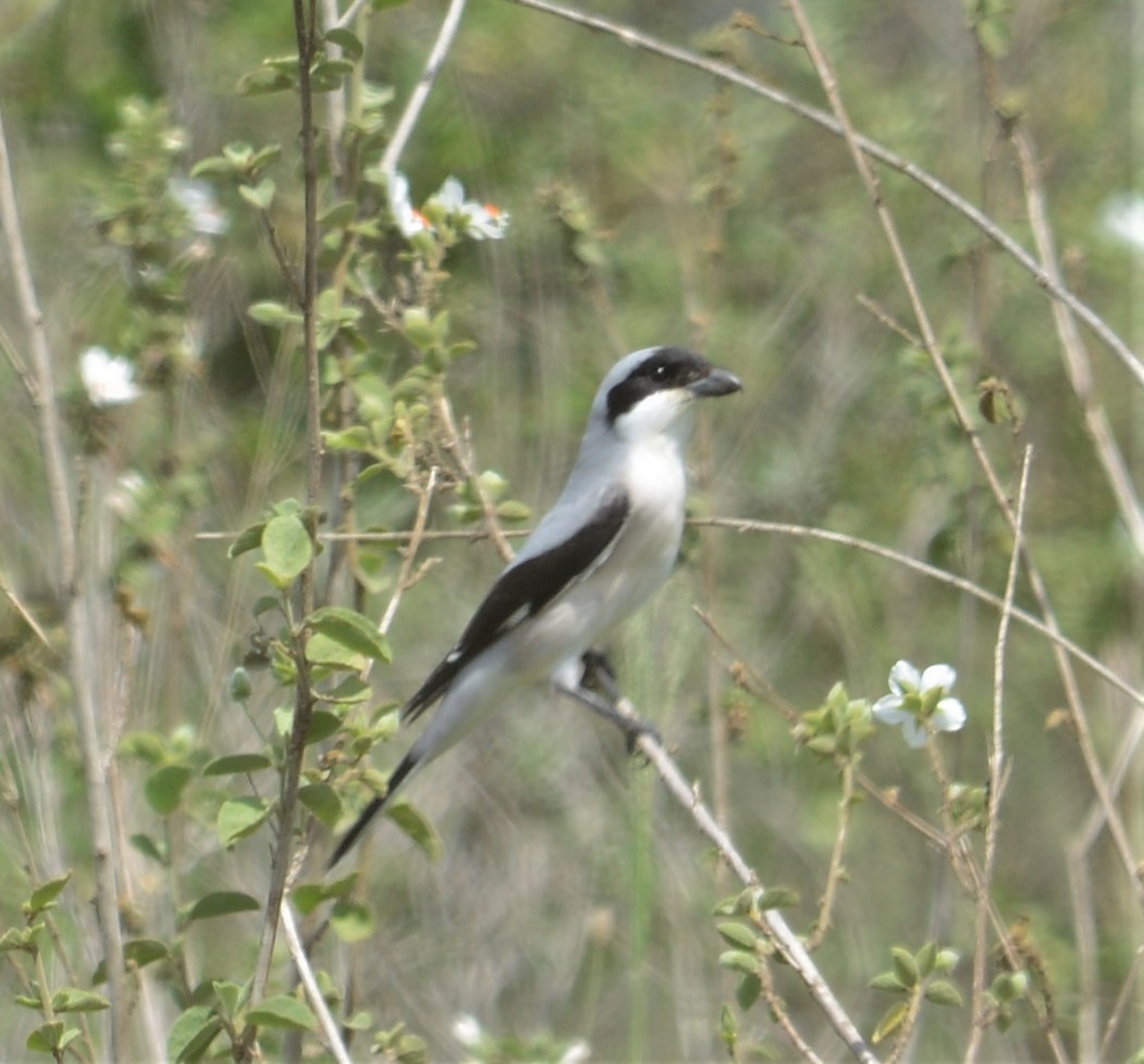 Lesser Gray Shrike - Bertina K