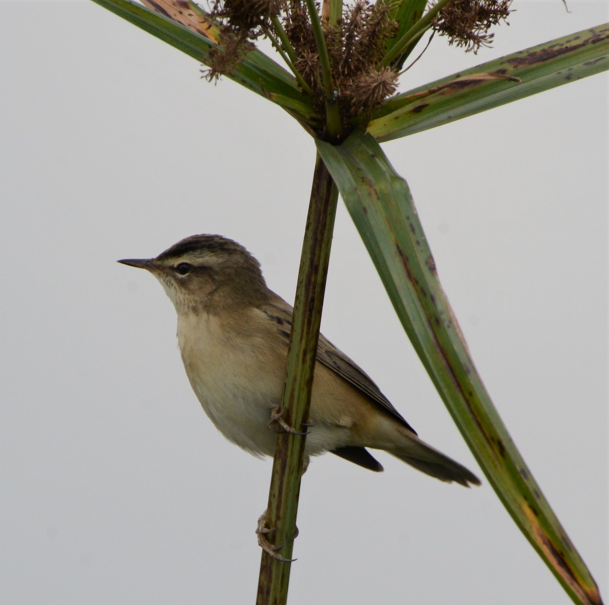 Sedge Warbler - ML332823201