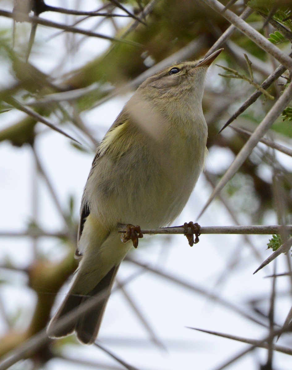 Willow Warbler - ML332823331