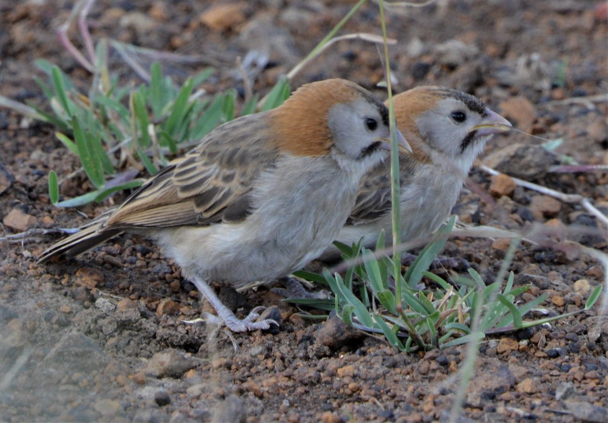 Speckle-fronted Weaver - Bertina K