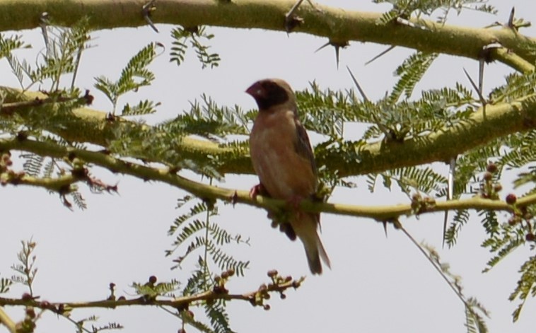 Red-billed Quelea - ML332823701