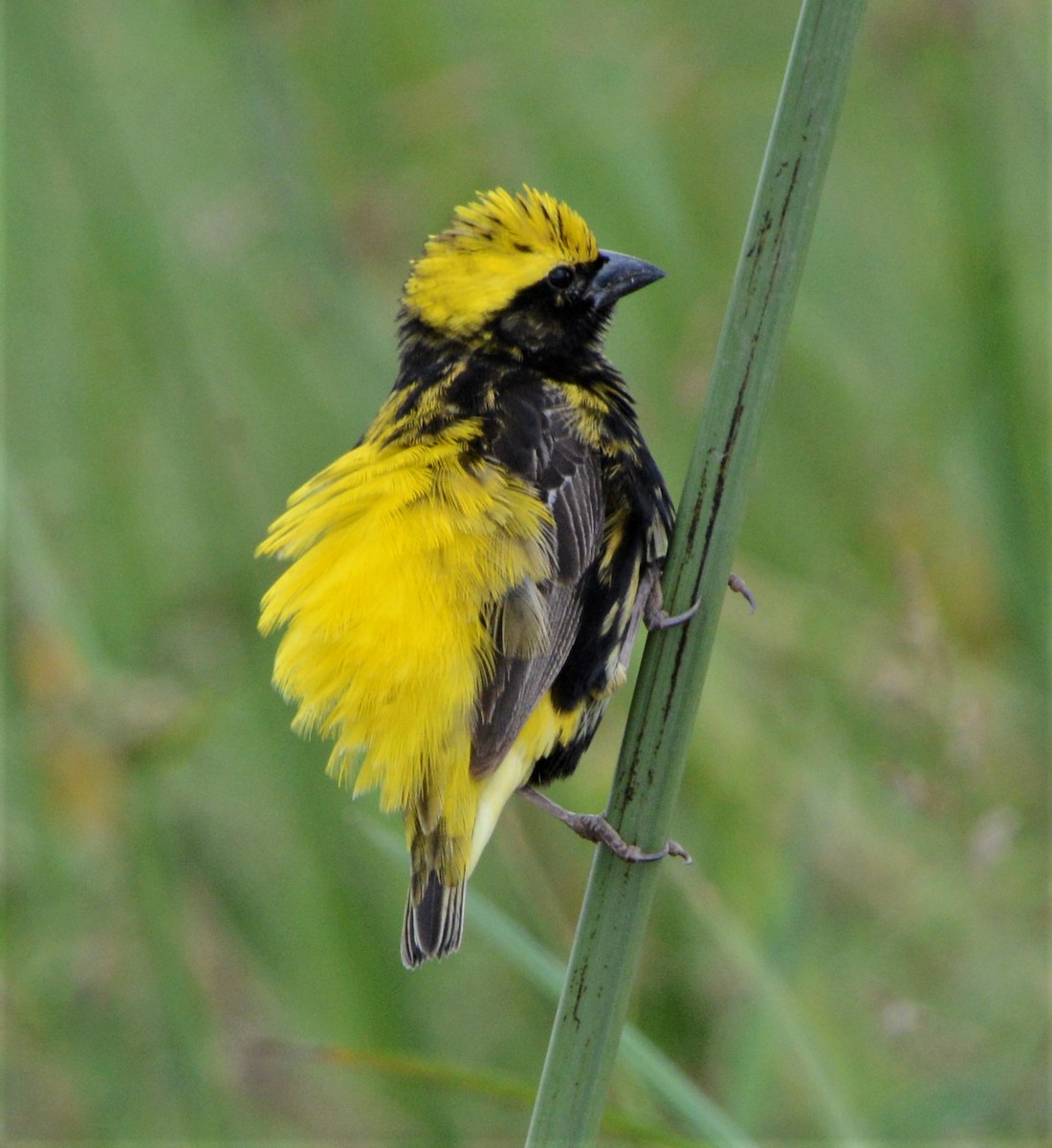 Yellow-crowned Bishop - ML332823791