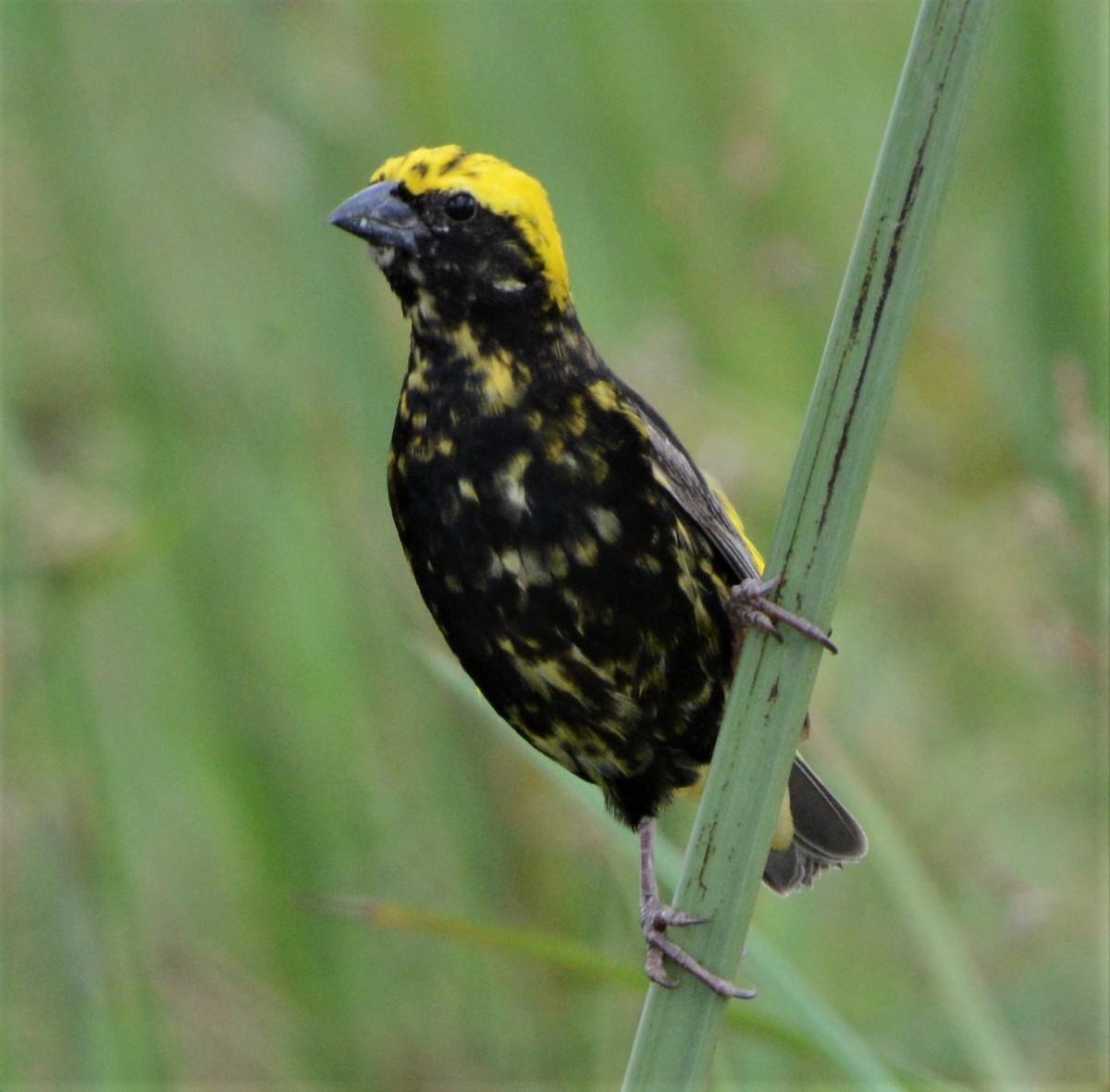 Yellow-crowned Bishop - ML332823811