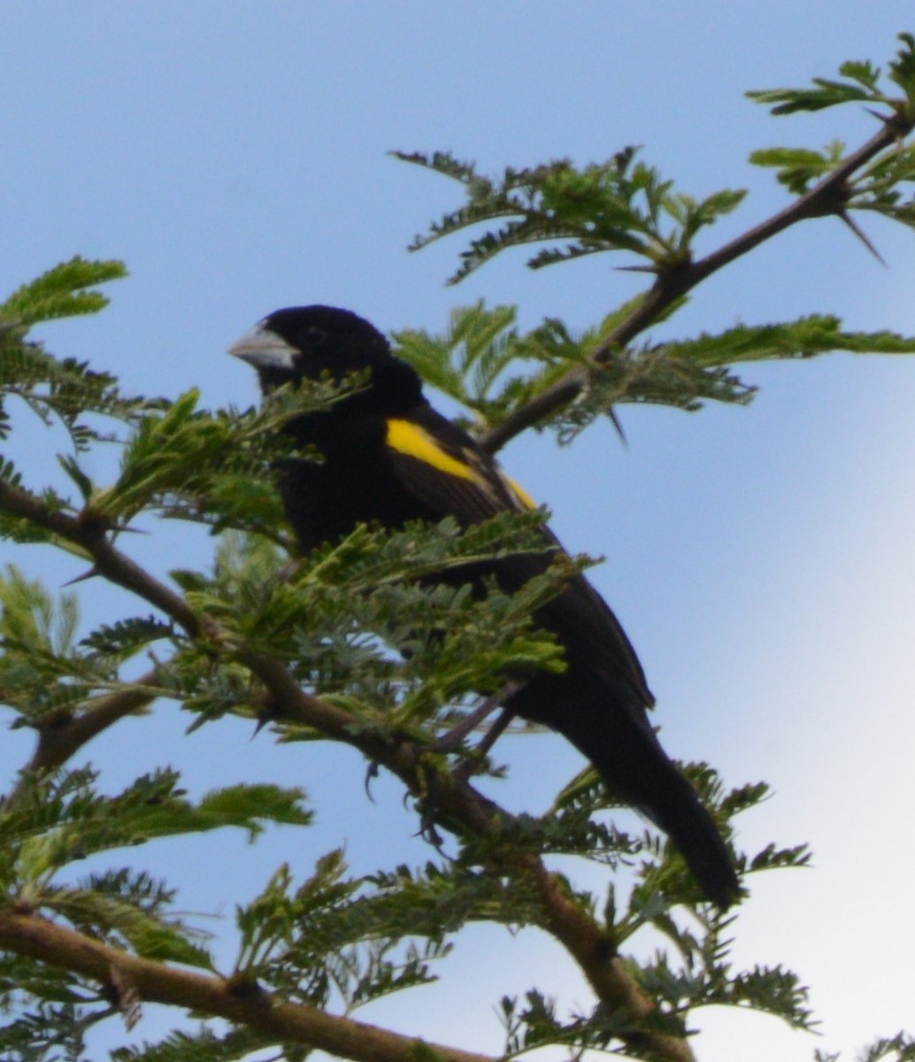 Yellow Bishop - Bertina K