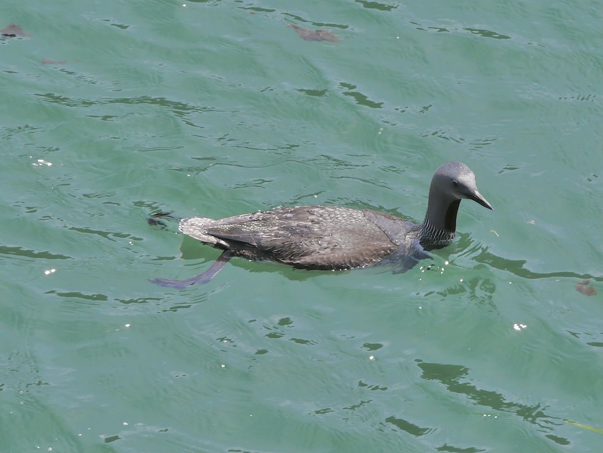 Red-throated Loon - ML332824091
