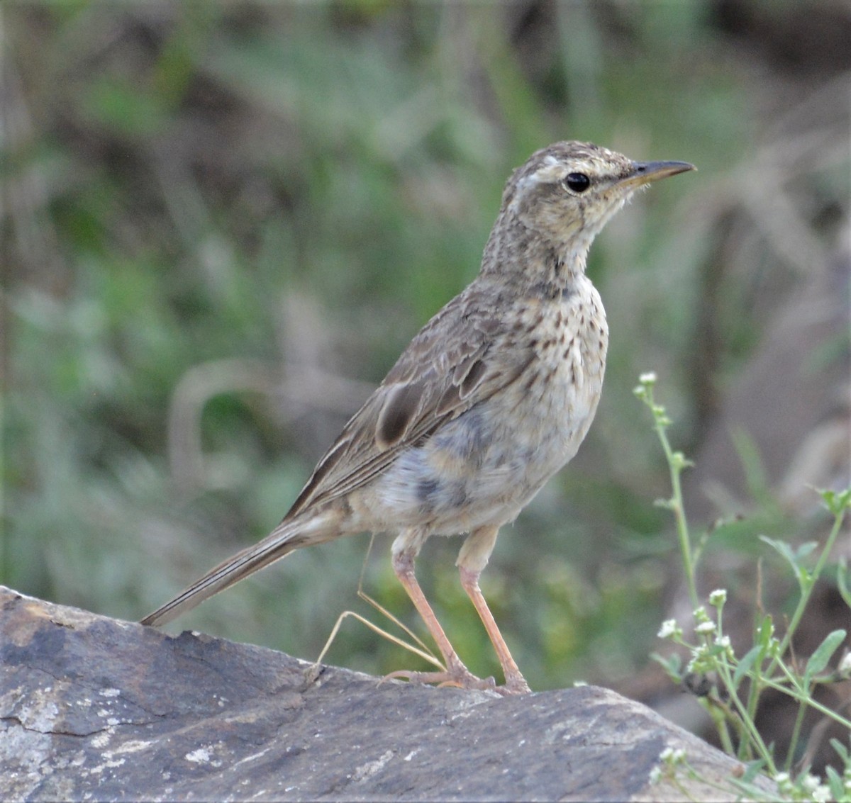 Long-billed Pipit - Bertina K