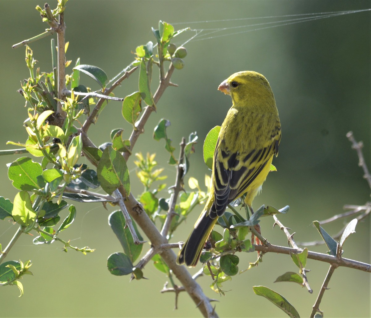 Brimstone Canary - Bertina K