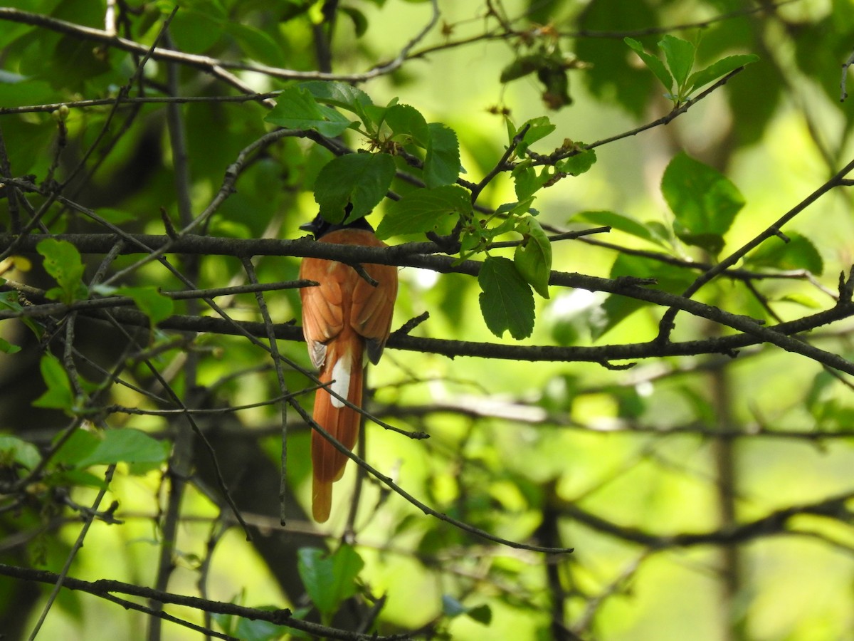 Indian Paradise-Flycatcher - ML332826021