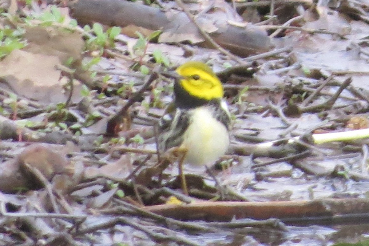 Grünmantel-Waldsänger - ML332826231