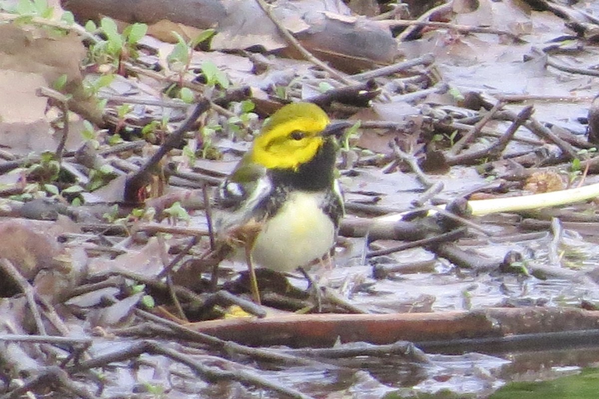 Grünmantel-Waldsänger - ML332826241