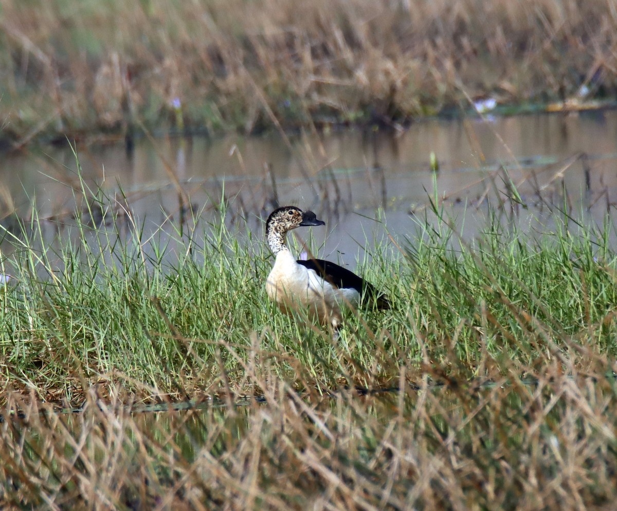 Knob-billed Duck - ML332826491