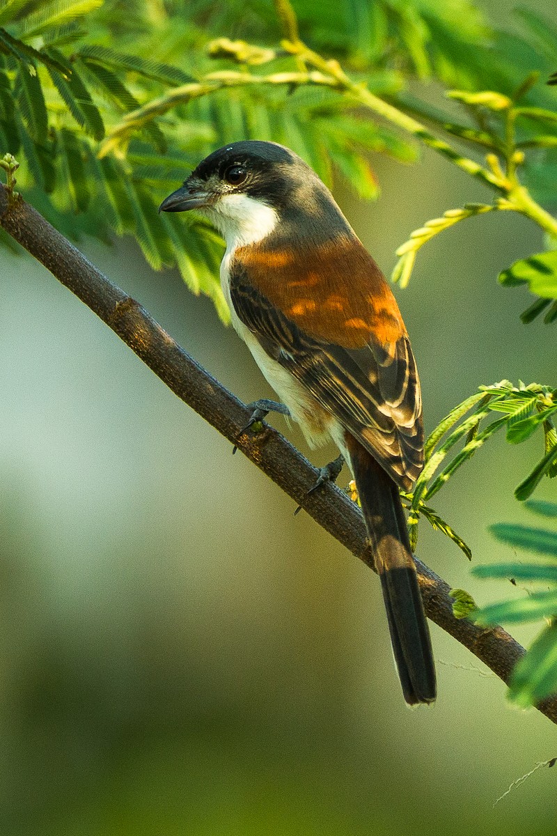 Alcaudón Birmano - ML332826821