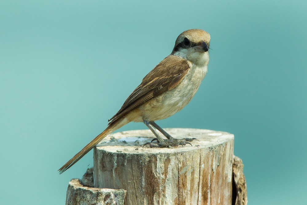 Brown Shrike - ML332826921