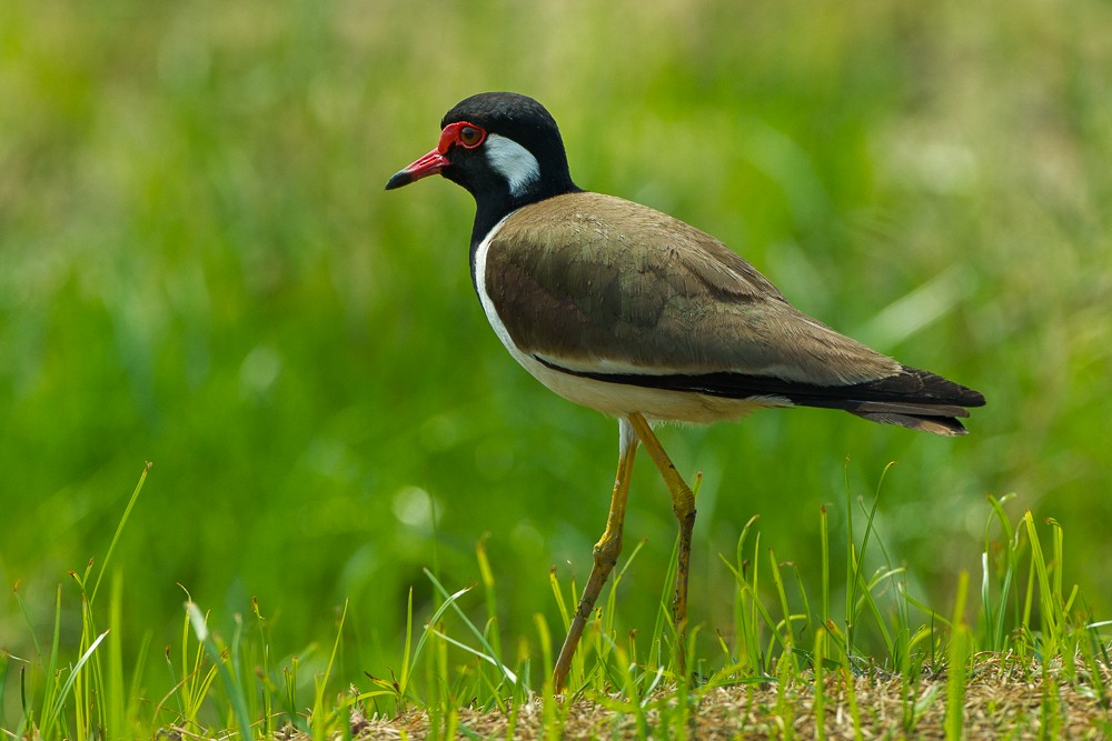 Red-wattled Lapwing - Francesco Veronesi