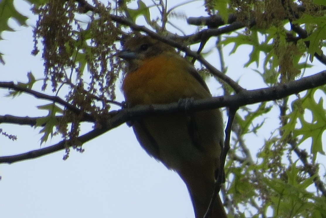 Baltimore Oriole - ML332828101